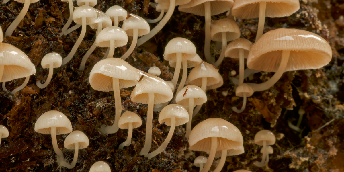 Mushrooms Make Their Own Wind